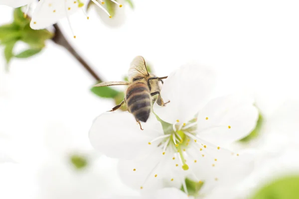 Včely medonosné a bílé květiny — Stock fotografie