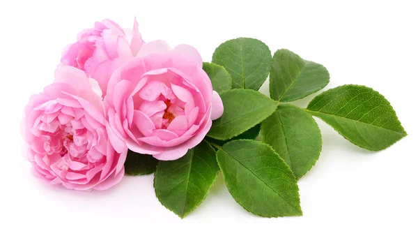 Beautiful pink roses. — Stock Photo, Image