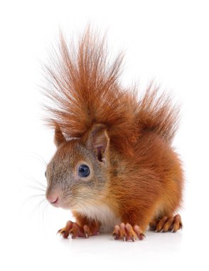Beyaz arka planda izole edilmiş Avrasya kırmızı sincabı.