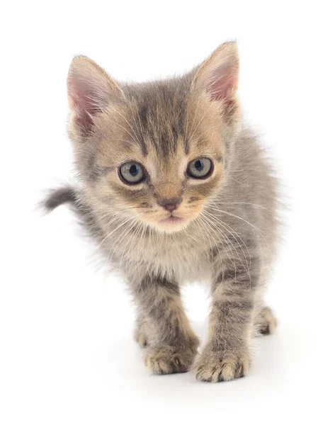 Pequeño Gatito Gris Aislado Sobre Fondo Blanco —  Fotos de Stock