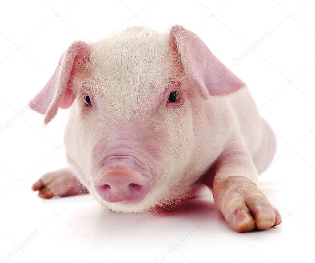 Pig who is represented on a white background