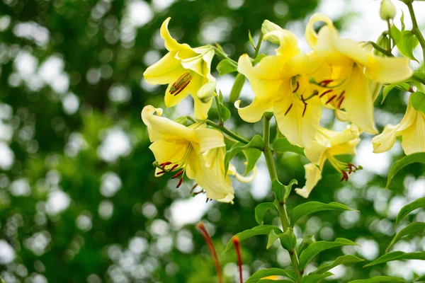 Blomman Gul Lilja Växer Sommarträdgård — Stockfoto