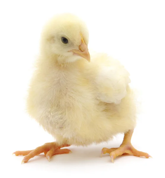 One Small Chicken White Background — Stock Photo, Image