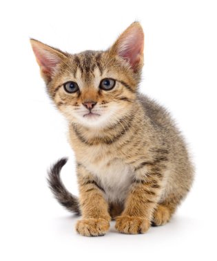 Beyaz arka planda izole edilmiş küçük kahverengi kedi yavrusu.