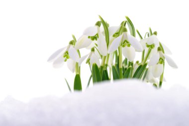 Kartopu çiçekleri gerçek kardan çıkar, beyaz üzerine izole edilmiş..