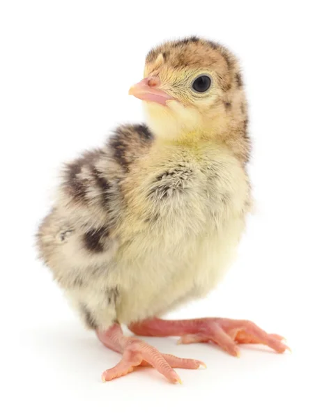 Cute Little Newborn Chicken Turkey Isolated White Background — Stock Photo, Image