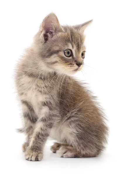 Small Gray Kitten Isolated White Background — Stock Photo, Image