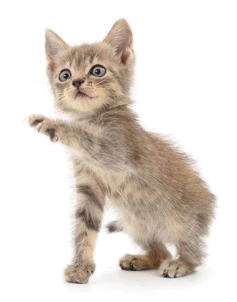 Liten Grå Kattunge Isolerad Vit Bakgrund — Stockfoto