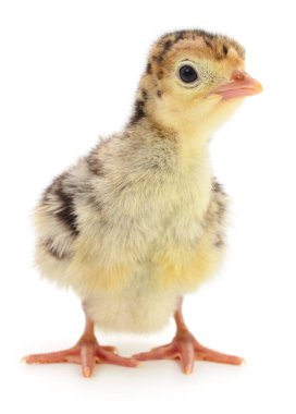 Beyaz arka planda izole edilmiş şirin yeni doğmuş tavuk hindisi..