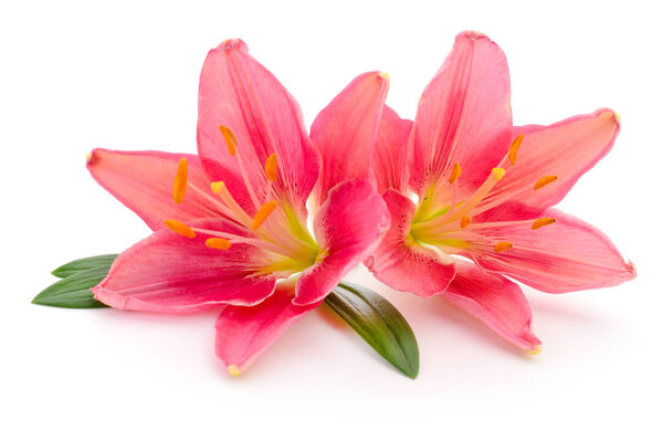 Two pink lilies isolated on a white background.