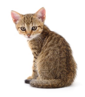 Beyaz arka planda izole edilmiş küçük kahverengi kedi yavrusu.