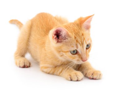 Beyaz arka planda izole edilmiş küçük kahverengi kedi yavrusu.