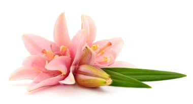 Beyaz arka planda iki pembe zambak izole edilmiş..