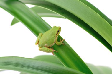 Beyaz bir yaprağın üzerinde oturan ağaç kurbağasının makrosu