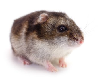 Beyaz arka planda küçük yerli hamster..