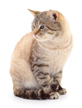 Koyu gri kedi beyaz arka planda izole edilmiş.