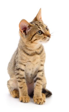 Beyaz arka planda izole edilmiş küçük kahverengi kedi yavrusu.