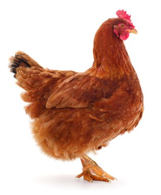 Genç kahverengi tavuk beyaz arka planda izole edildi.