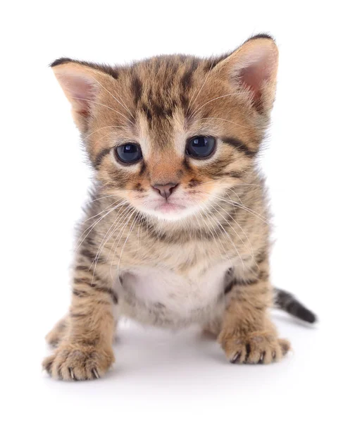 Pequeno Gatinho Marrom Isolado Fundo Branco — Fotografia de Stock