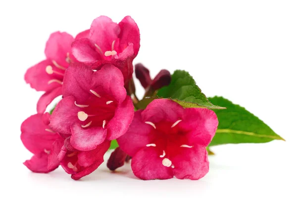 Rosa Weigela Blüte Isoliert Auf Weißem Hintergrund — Stockfoto