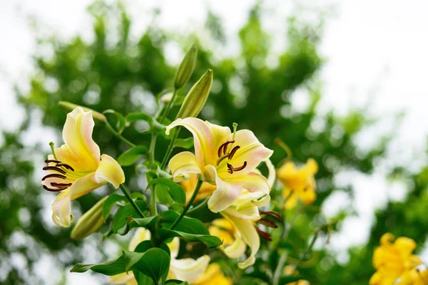 Blüten Rosa Lilien Garten Rosafarbener Hintergrund — Stockfoto