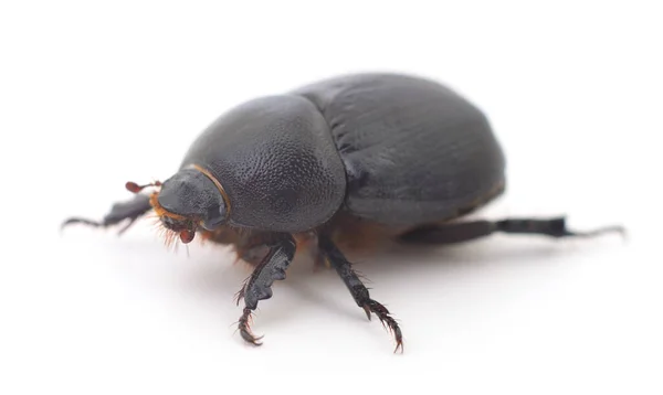 Coléoptère Noir Isolé Sur Fond Blanc Macro — Photo