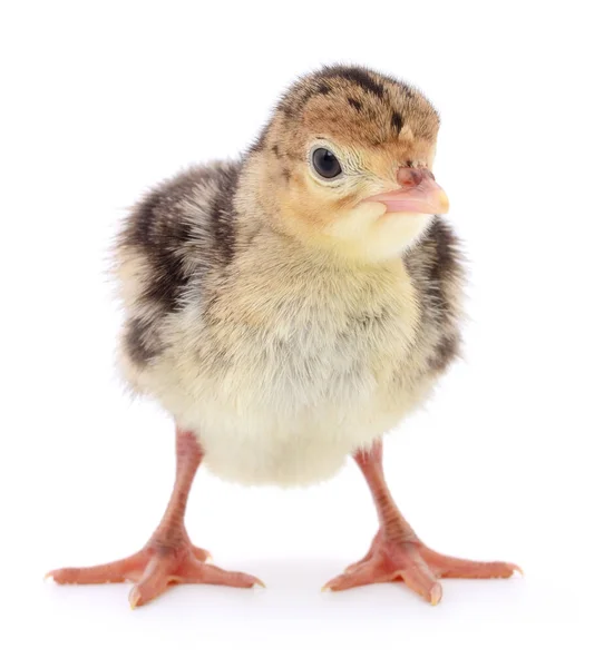 Mignonne Petite Dinde Poulet Nouveau Née Isolée Sur Fond Blanc — Photo