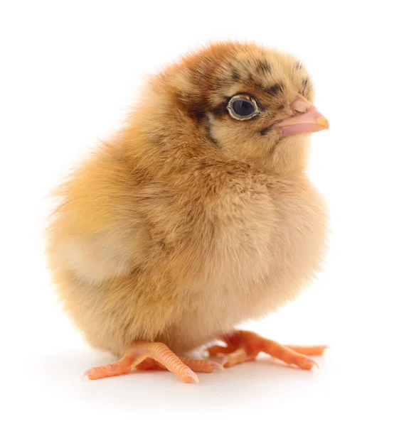 One Small Chicken White Background — Stock Photo, Image