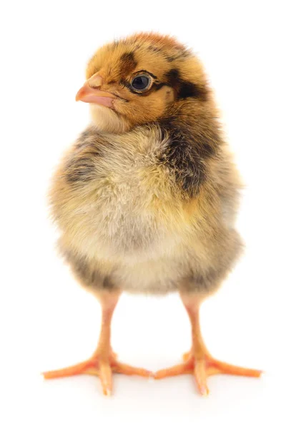 One Small Chicken White Background — Stock Photo, Image