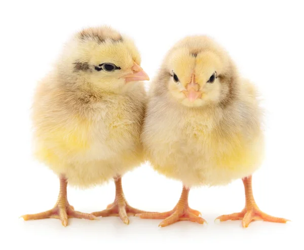 Deux Poulets Jaunes Isolés Sur Fond Blanc — Photo