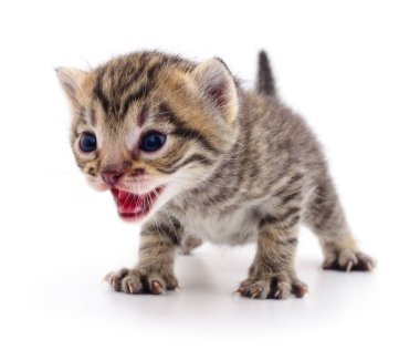 Beyaz arka planda izole edilmiş küçük kahverengi kedi yavrusu.