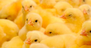 Yavru tavuklar. Yavru Evcil Tavukların bir dokusu.