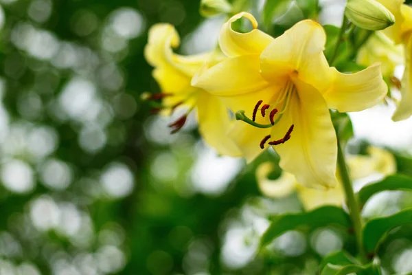 夏天花园里长着一朵黄色的百合花 — 图库照片