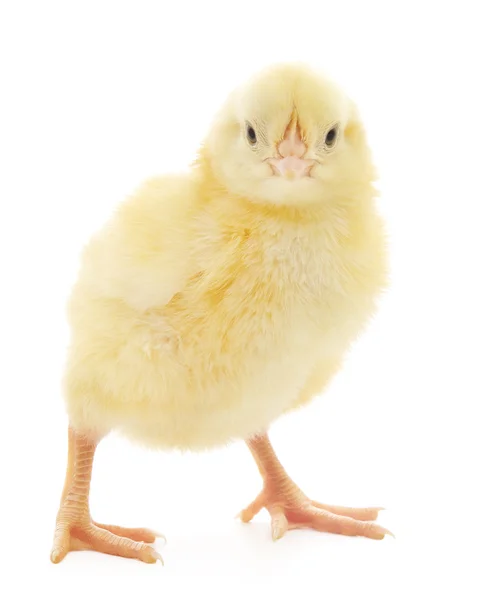 Small chicken — Stock Photo, Image