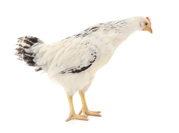 Gallina blanca — Foto de Stock