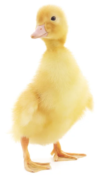 One duckling — Stock Photo, Image