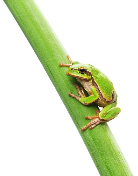 葉の上に座っているカエル — ストック写真
