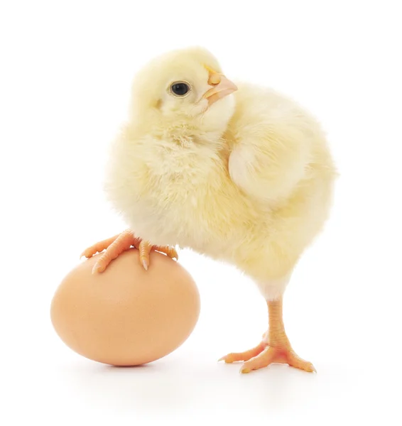 Chicken and egg — Stock Photo, Image