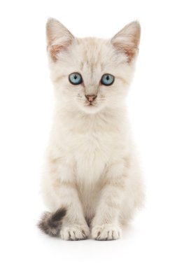 Beyaz arka planda kedi yavrusu