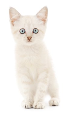 Beyaz arka planda kedi yavrusu
