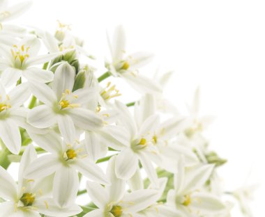 beyaz çiçekler arka plan