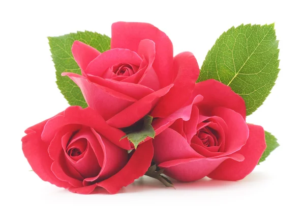 Pink Roses — Stock Photo, Image