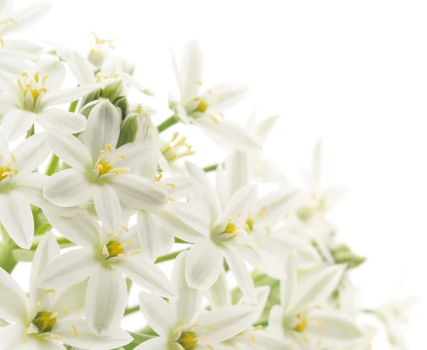 Pozadí bílé květy — Stock fotografie