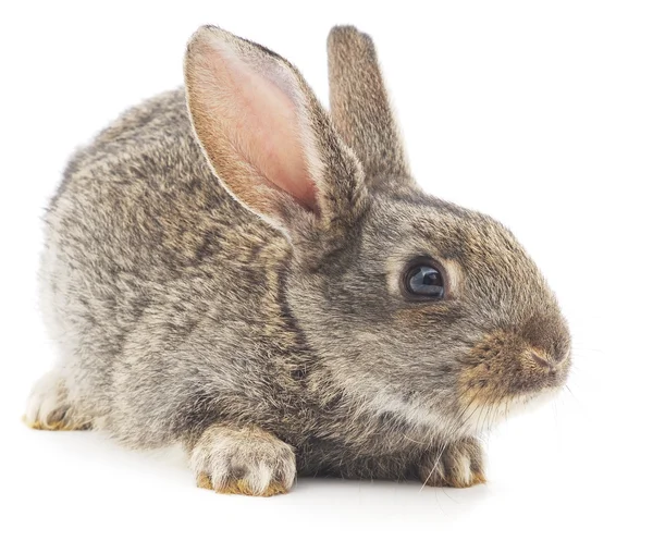 Rabbit — Stock Photo, Image