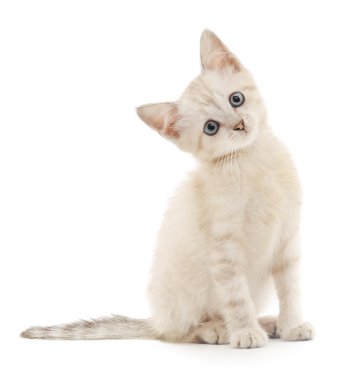 Beyaz arka planda kedi yavrusu