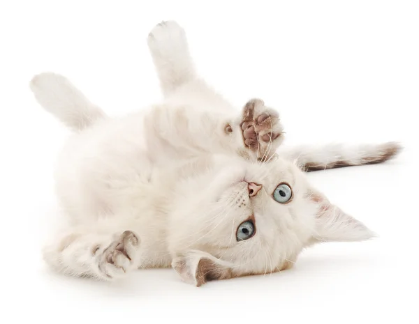 Gatito sobre un fondo blanco — Foto de Stock