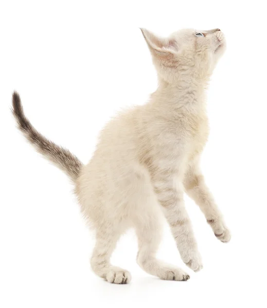 एक सफेद पृष्ठभूमि पर बिल्ली — स्टॉक फ़ोटो, इमेज