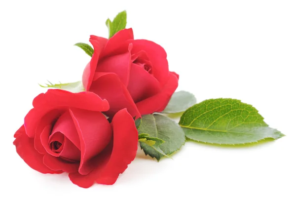 Red Roses — Stock Photo, Image