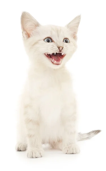 Kitten on a white background — Stock Photo, Image