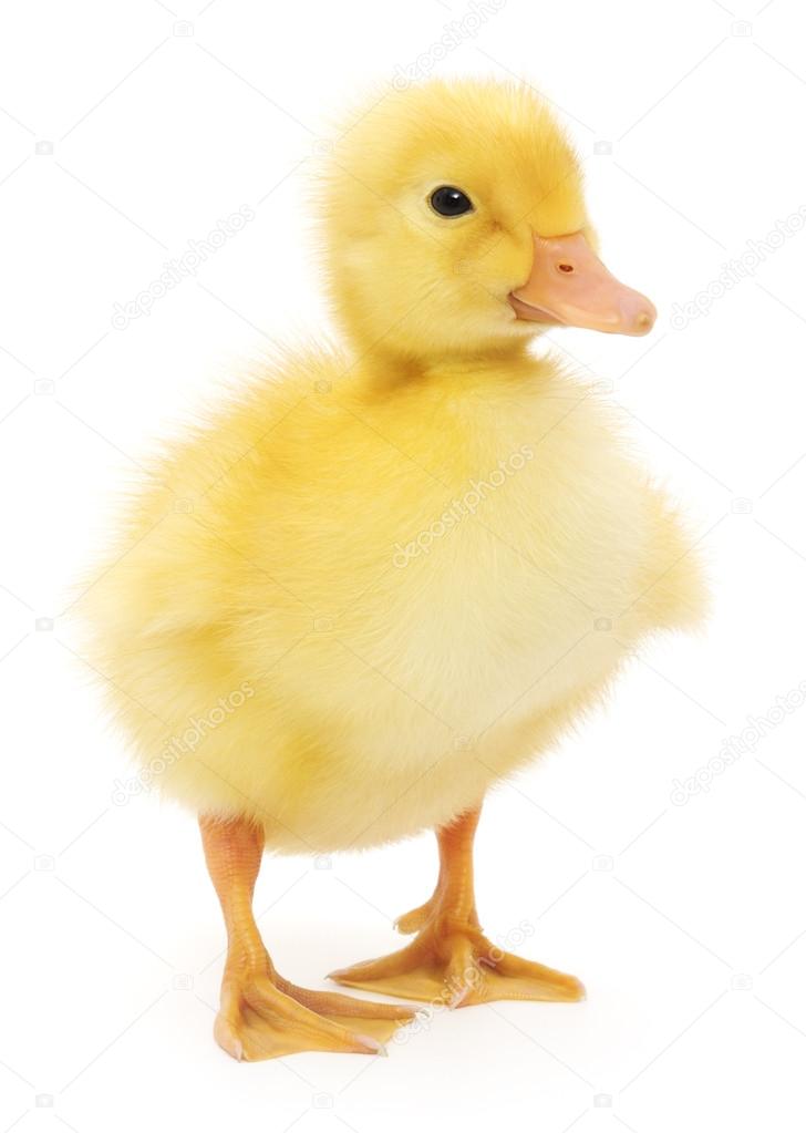 One Duckling Stock Photo By C Tsekhmister 54568453